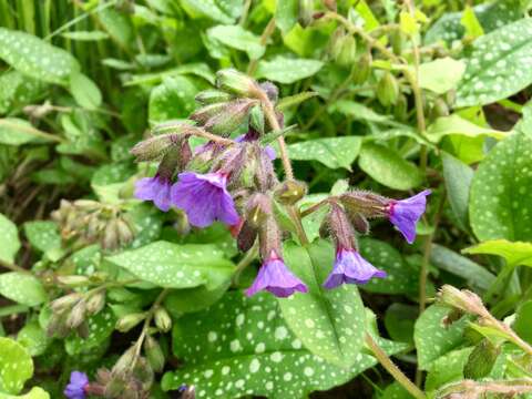 Image of Bethlehem lungwort