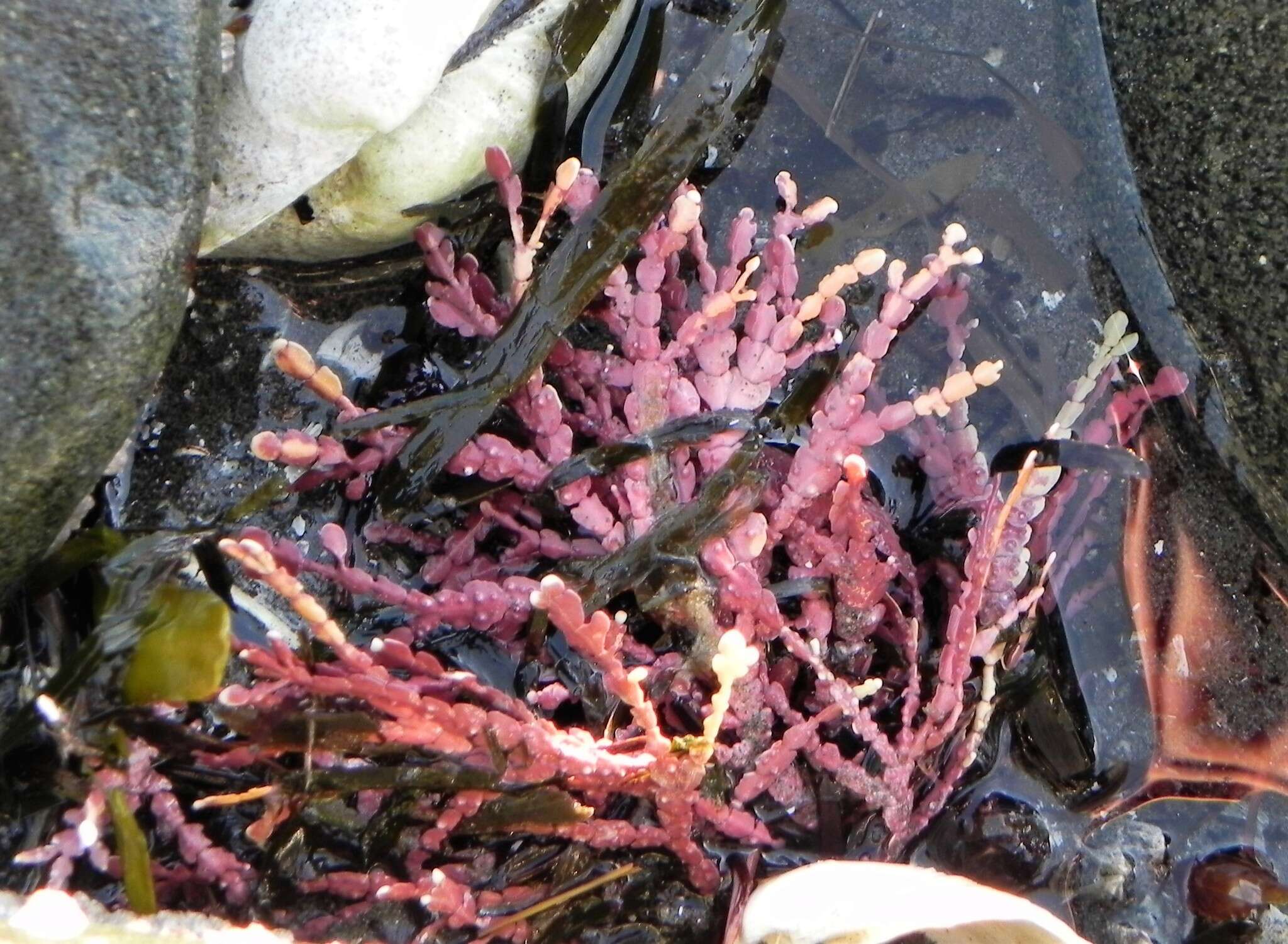 Bossiella frondescens resmi