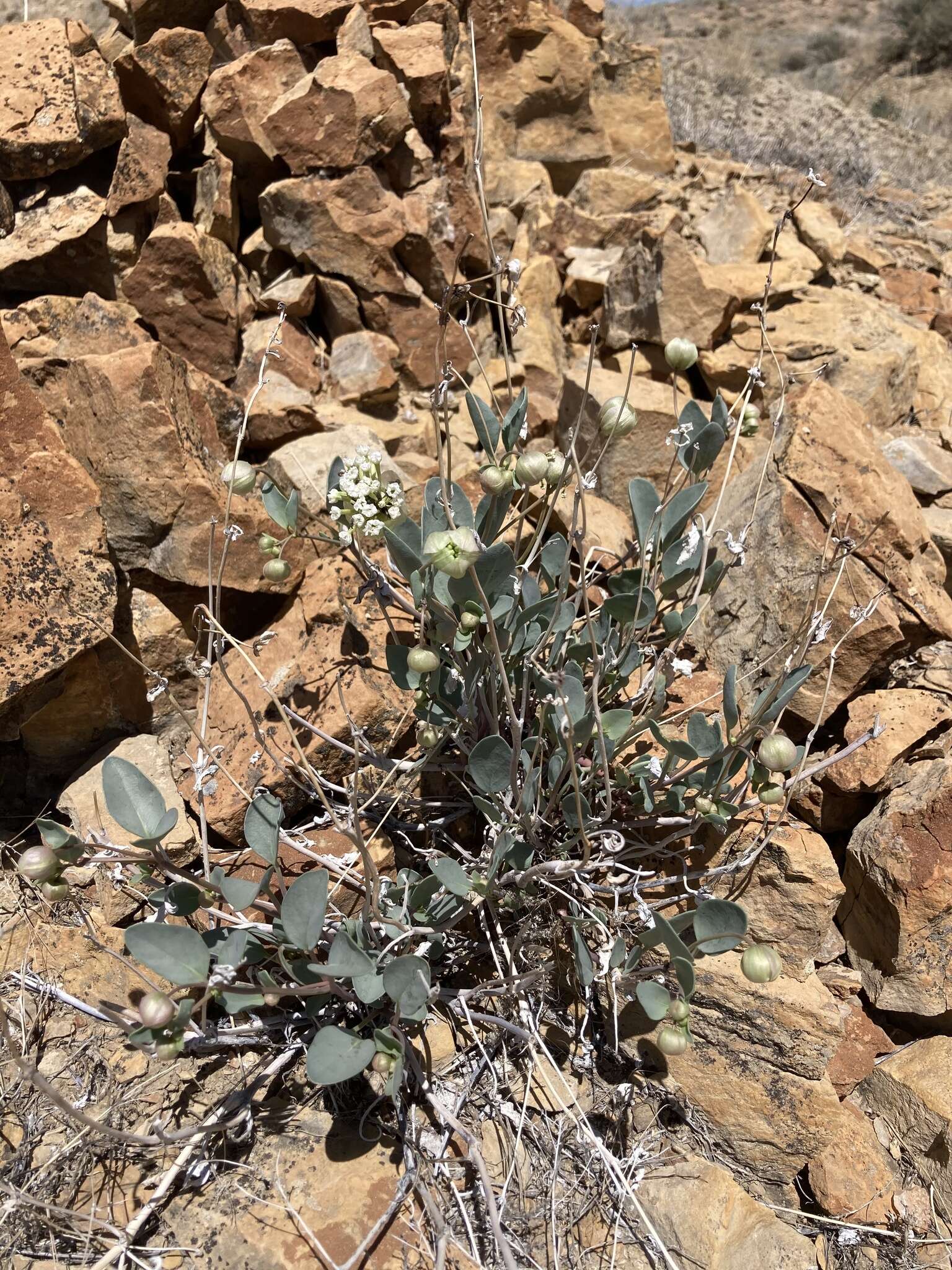 Image of clay sand verbena