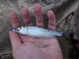 Image of Skipjack Herring