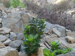 Image de Proustia cuneifolia subsp. tipia (Phil.) Luebert