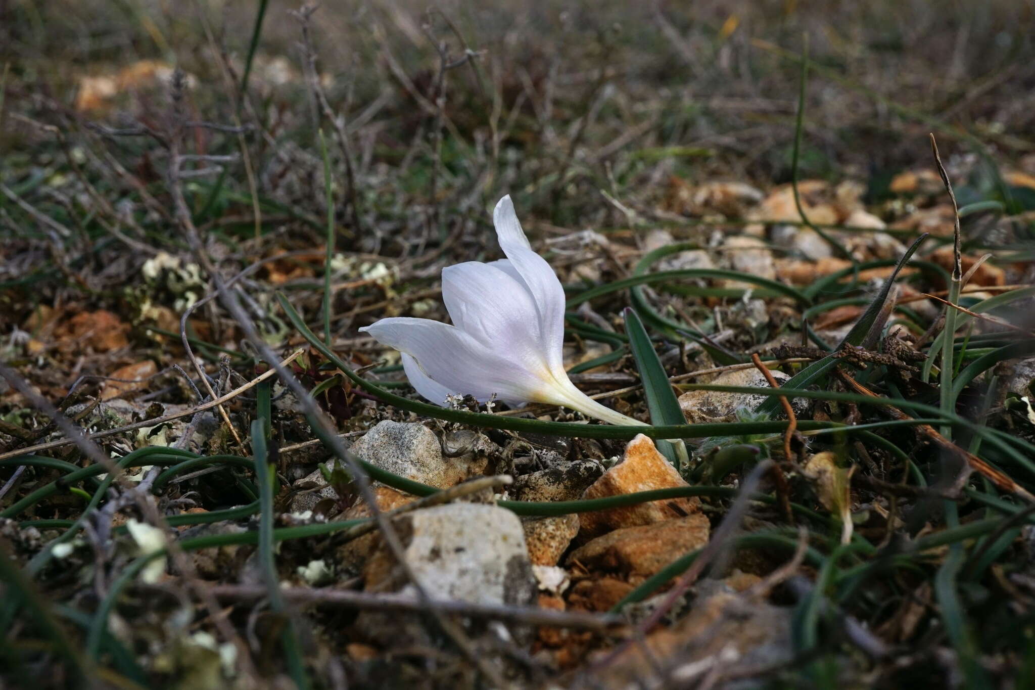 Image de Colchicum triphyllum Kunze