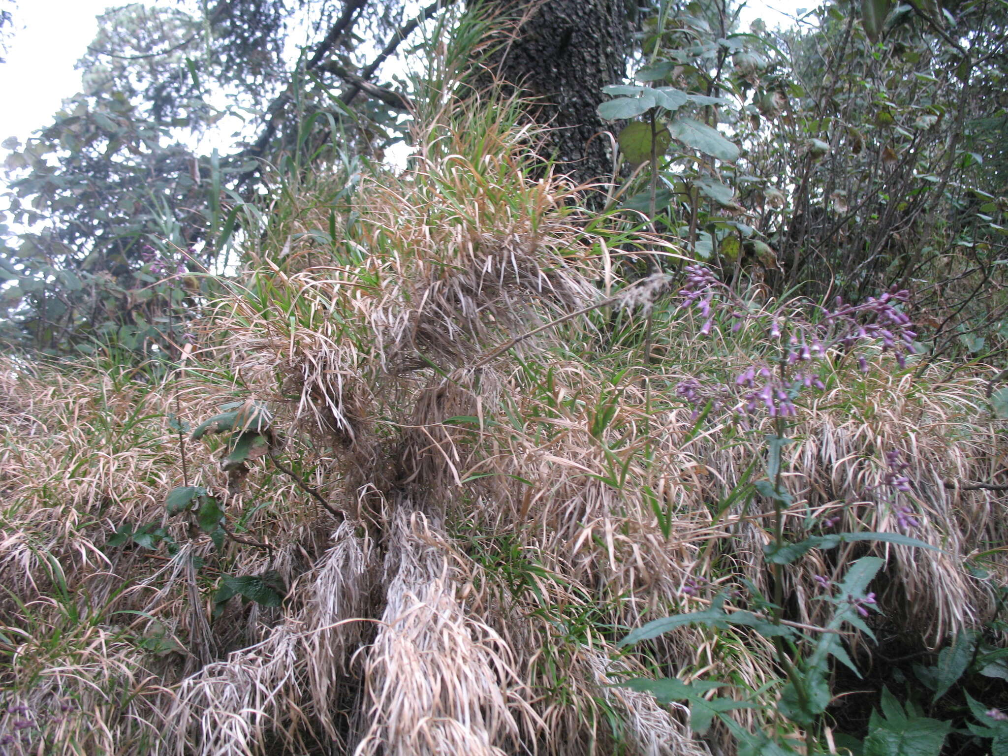 Image of Trisetum virletii E. Fourn.