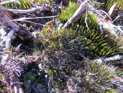 Image of bristly swan-neck moss