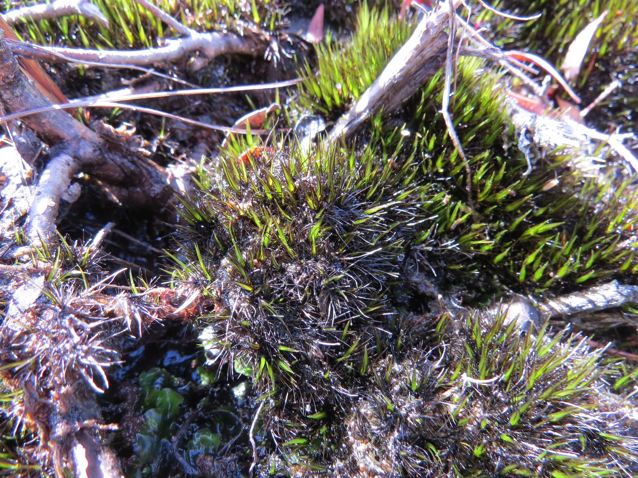 Image of bristly swan-neck moss