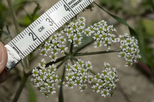 Слика од Bunium ferulaceum Sibth. & Sm.