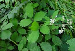 Image of Rubus dentatifolius (Briggs) W. C. R. Watson