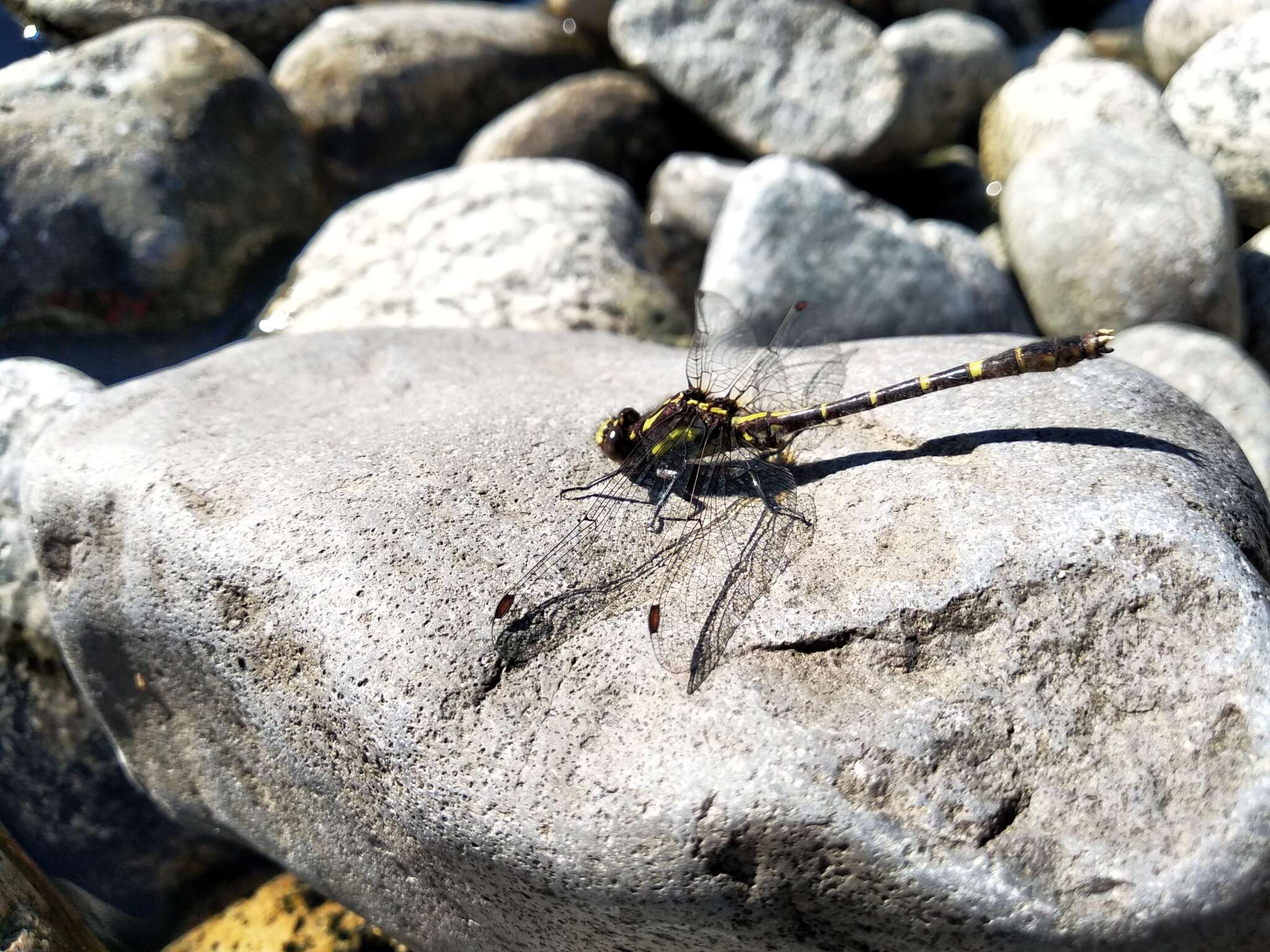 صورة Neogomphus edenticulatus Carle & Cook 1984