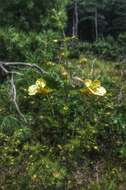 Aureolaria pedicularia (L.) Raf. ex Pennell resmi