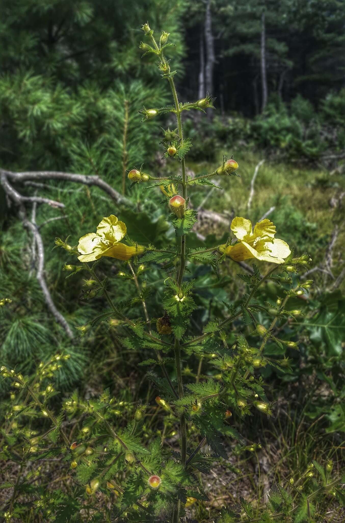 Aureolaria pedicularia (L.) Raf. ex Pennell resmi