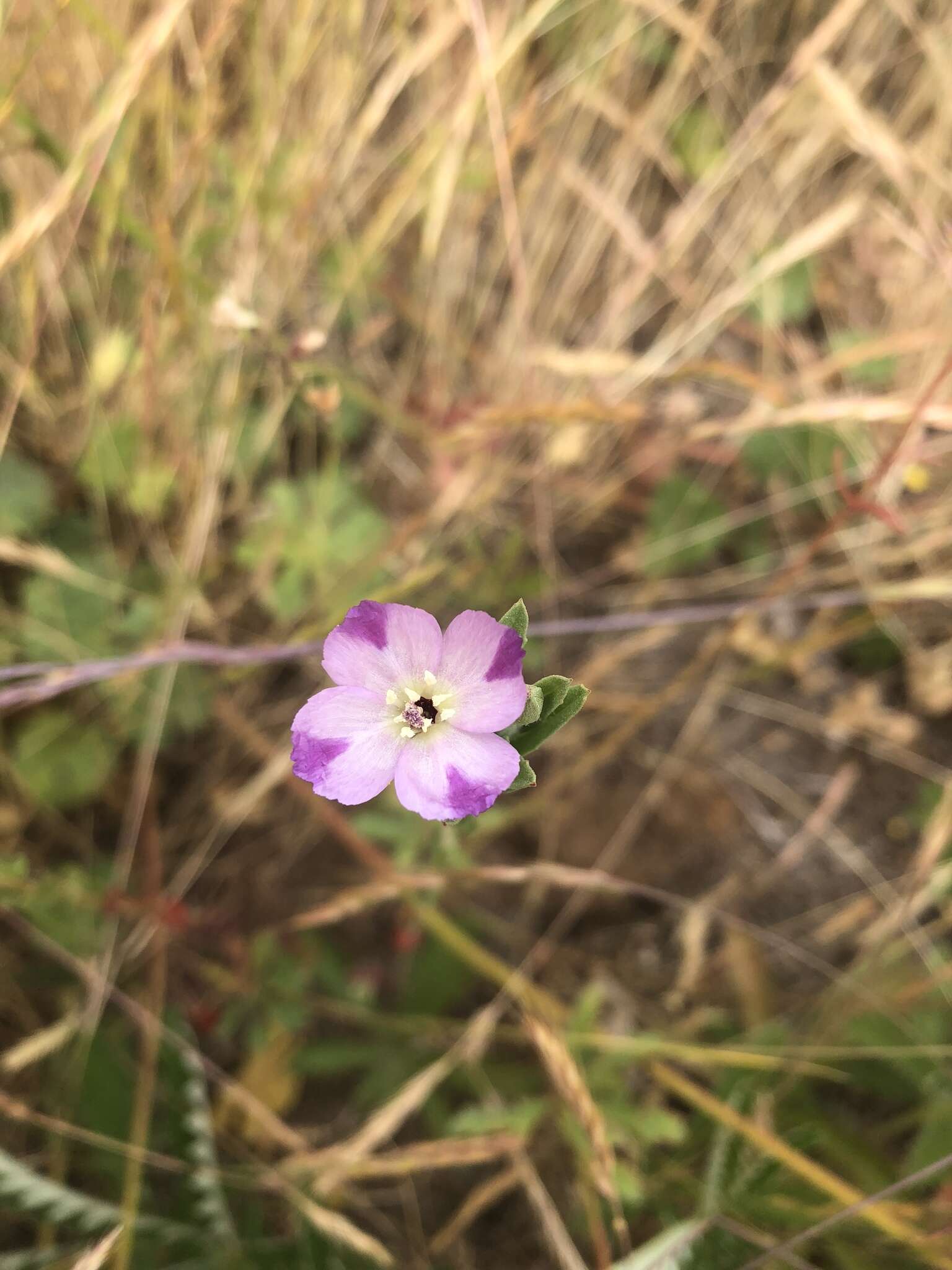 Image of winecup clarkia