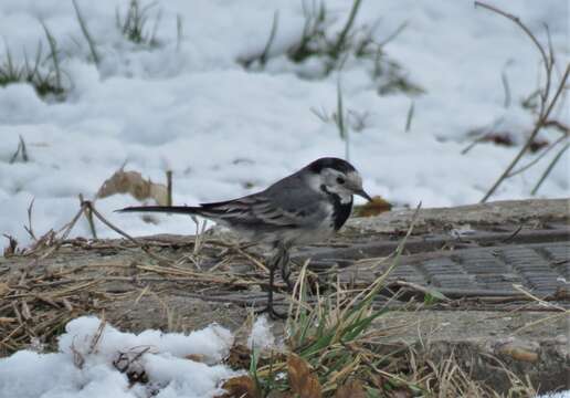 Image of Indian Pied Wagtail