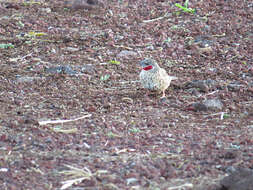 Image of Cut-throat Finch