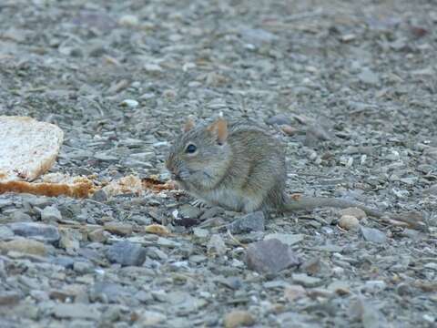 Image of Four-striped Grass Mouse