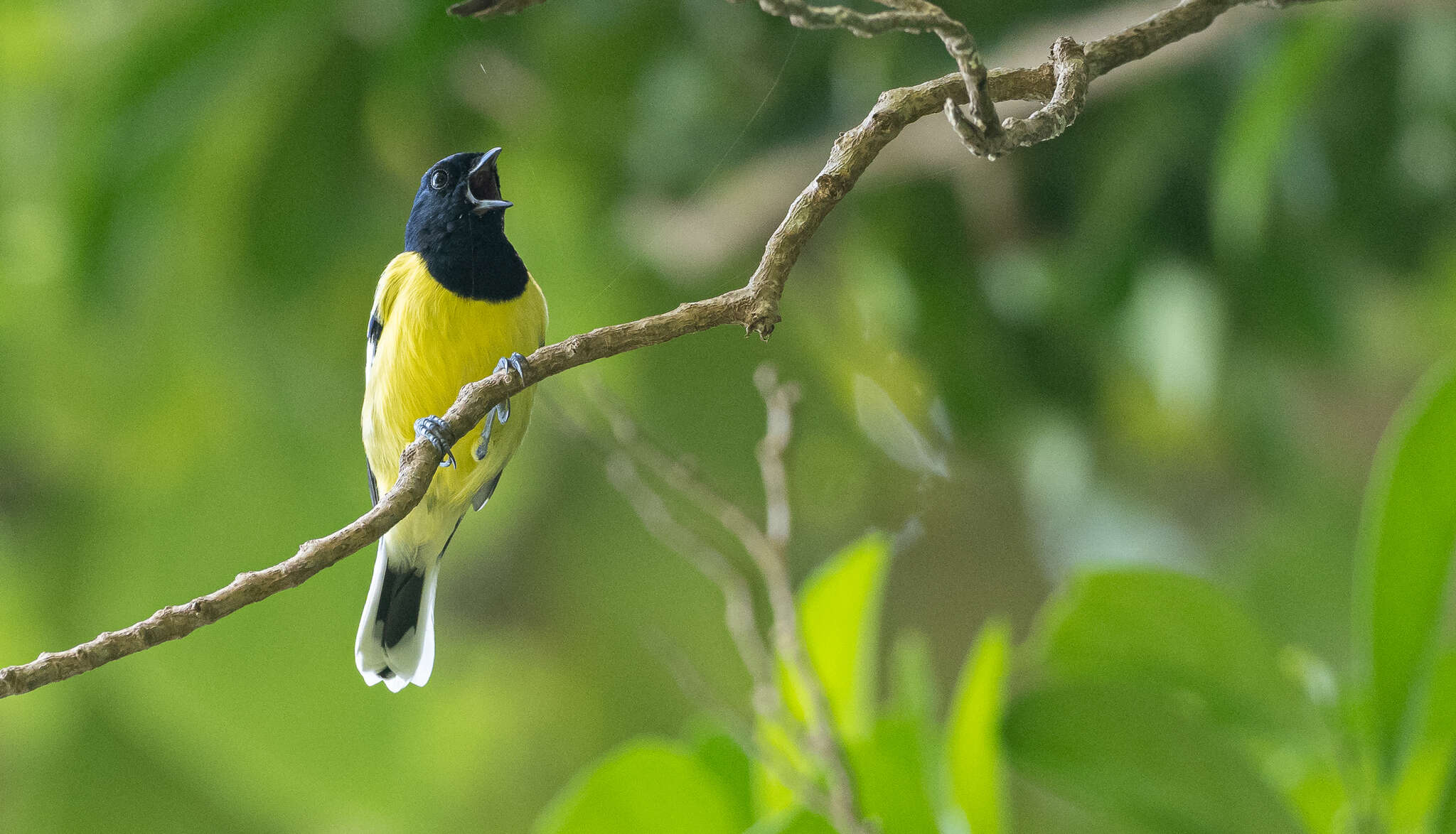 Image of Periparus amabilis