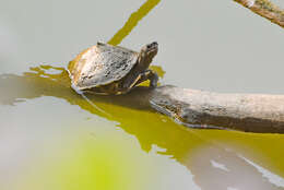 Image of Assam Roofed Turtle