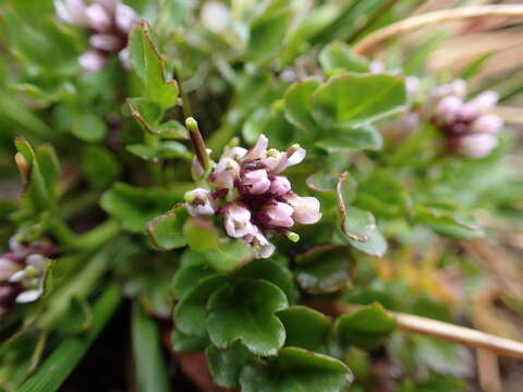 Image of Cardamine subcarnosa (Hook. fil.) Allan