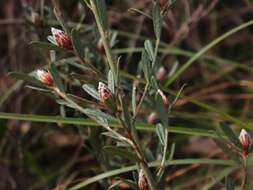 Слика од Pultenaea myrtoides Benth.