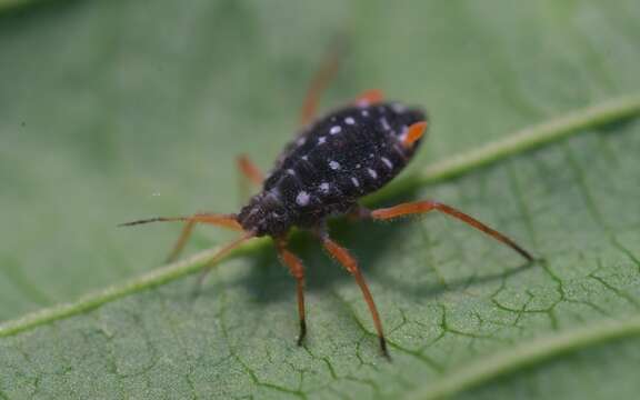 Слика од Pterocomma salicis (Linnaeus 1758)