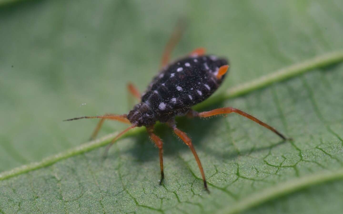 Image of Aphid