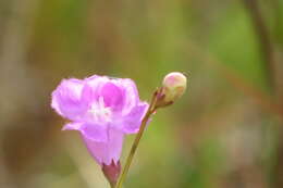 Image of coastal plain false foxglove