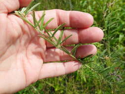 Image de Lespedeza angustifolia (Pursh) Elliott