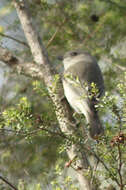 Image of Australian Golden Whistler