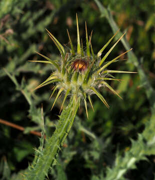 Image of Milk thistle