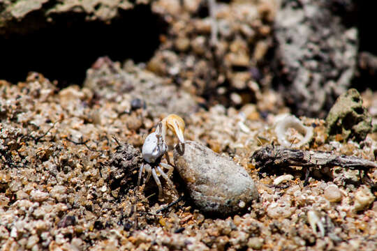 Image of Leptuca leptodactyla (Rathbun)