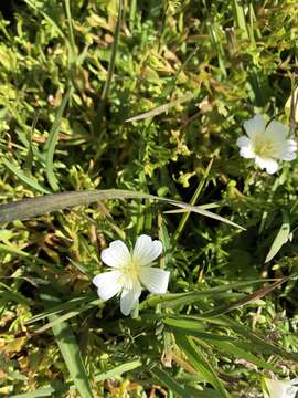 Image of Douglas' meadowfoam