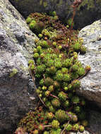 Image of Sempervivum montanum L.