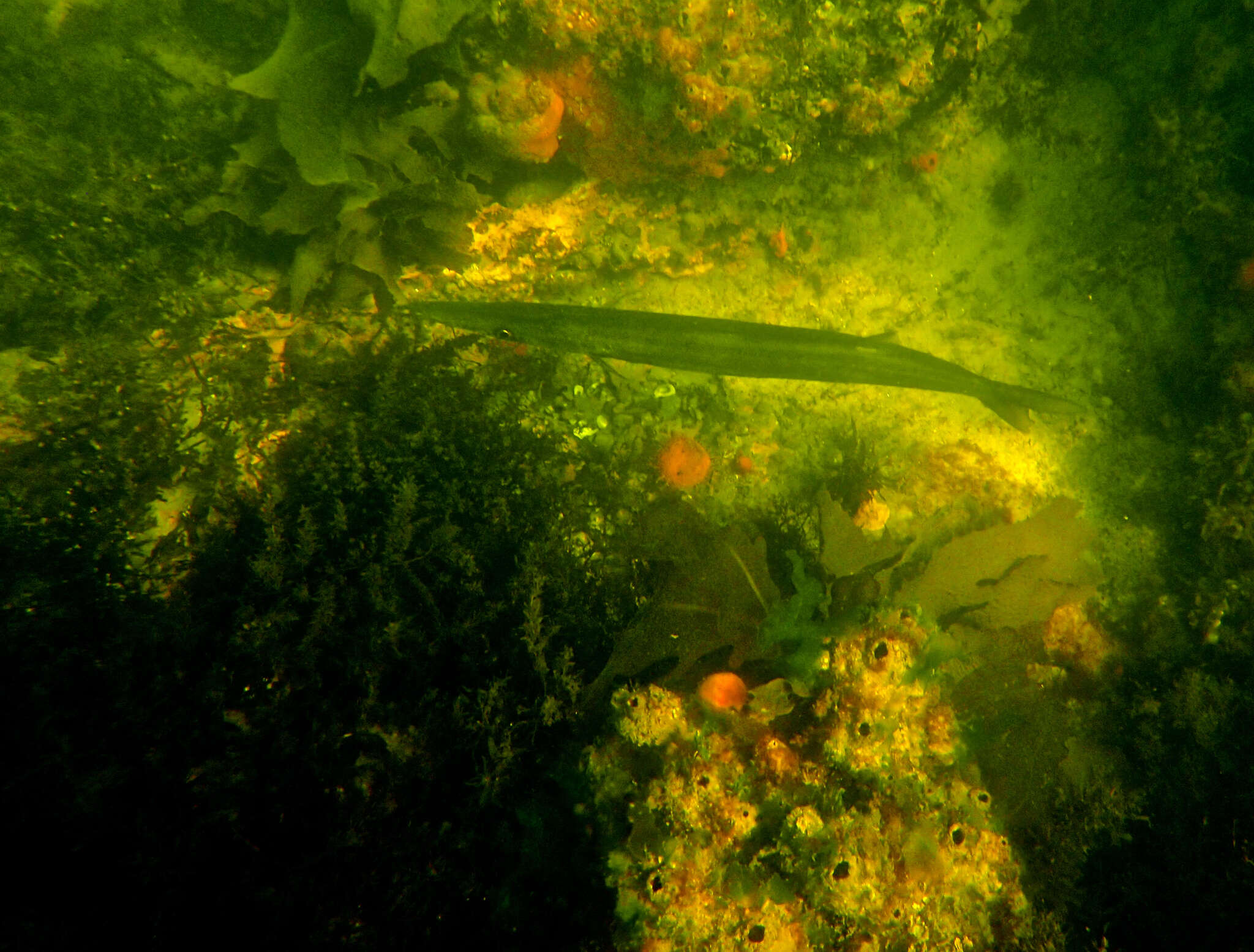 Image of Australian barracuda