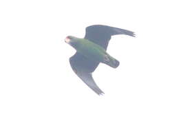 Image of Jardine's Parrot