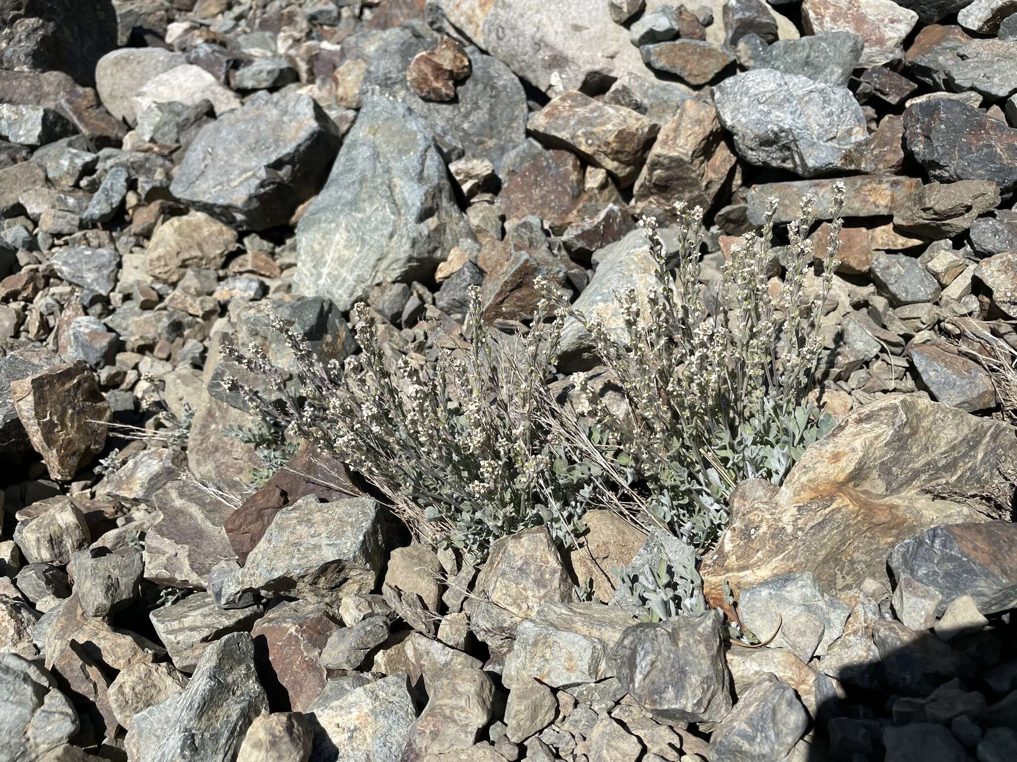 Image of alpine false candytuft