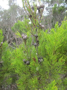 Image of Morrison's Cypress Pine