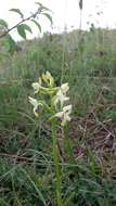 Image of lesser butterfly-orchid