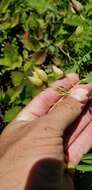 Image of Cooper's milkvetch