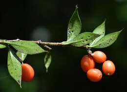 Image of Chain Fruit