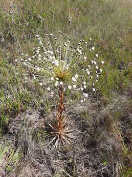 Image of Paepalanthus chiquitensis Herzog