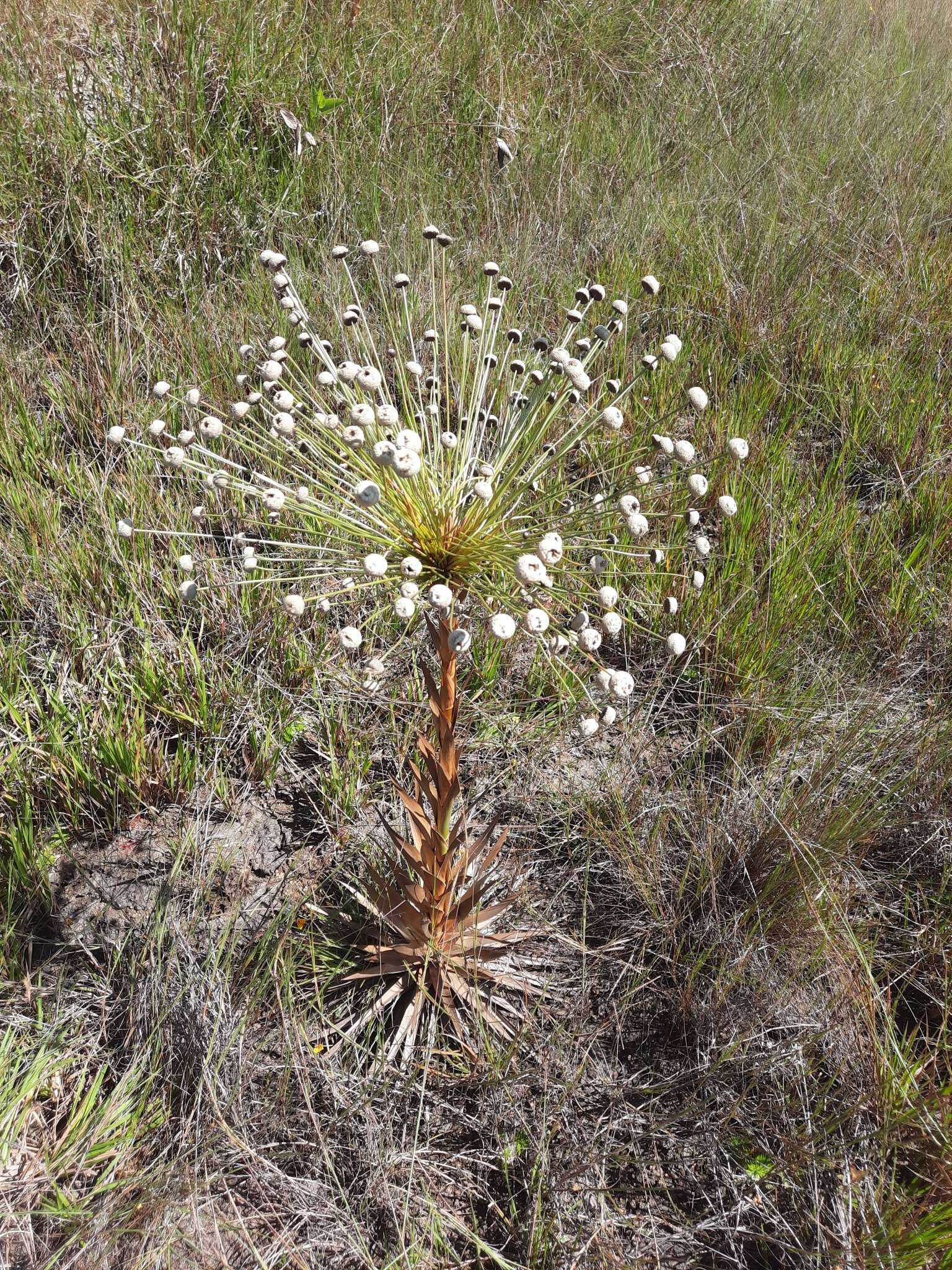 Imagem de Paepalanthus chiquitensis Herzog