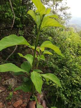 Image of Ruspolia australis (Milne-Redh.) Vollesen