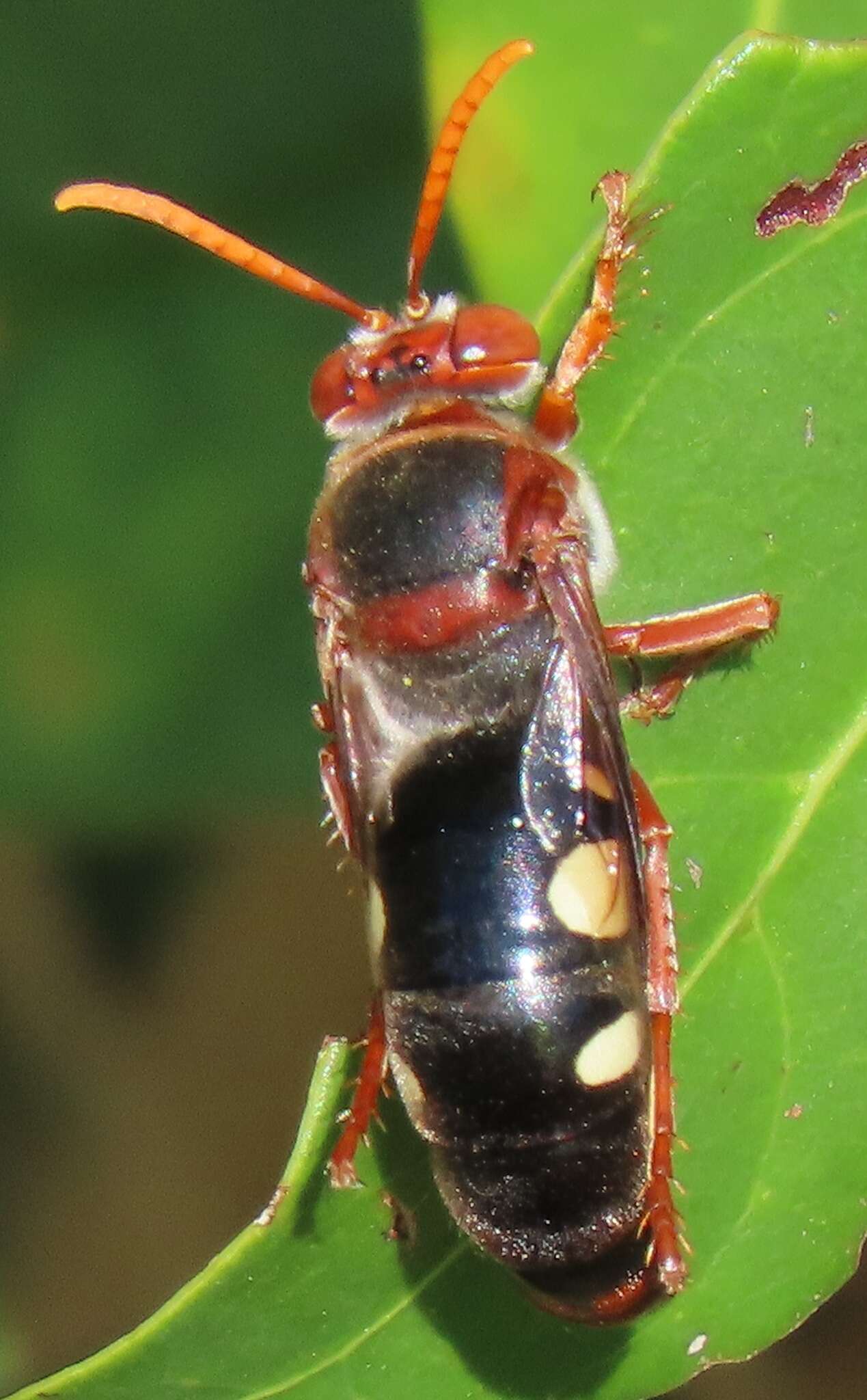 Image of Stizus fuscipennis (F. Smith 1856)