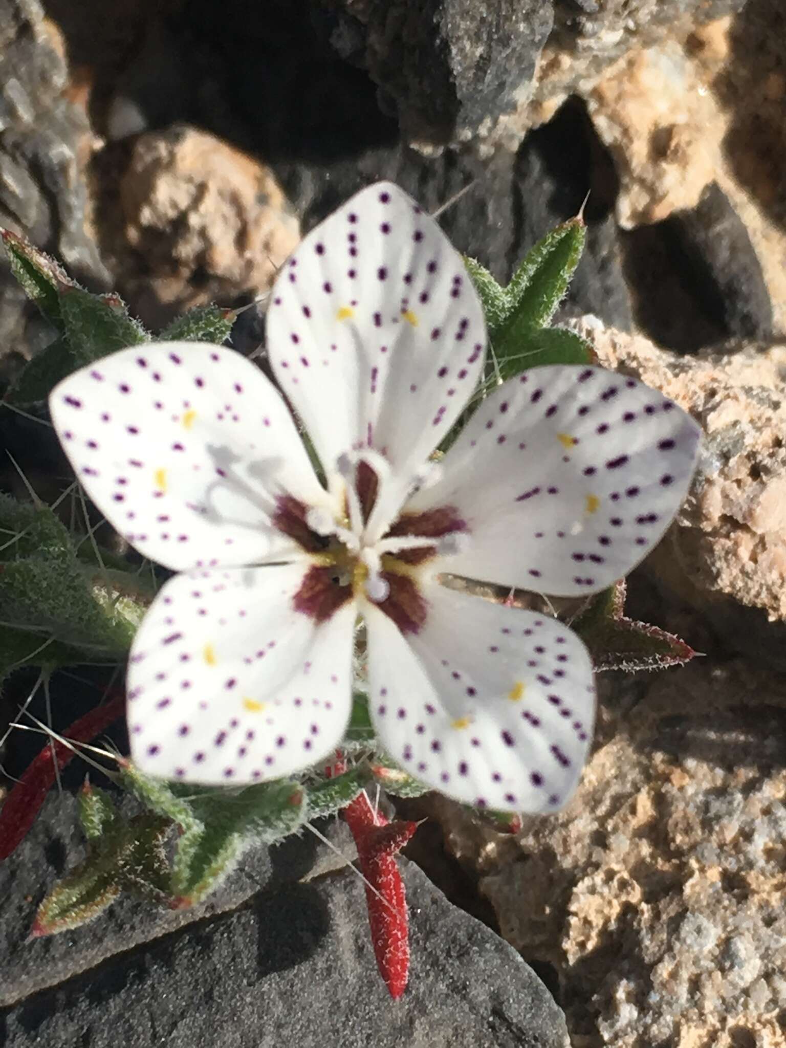 Image of Great Basin langloisia