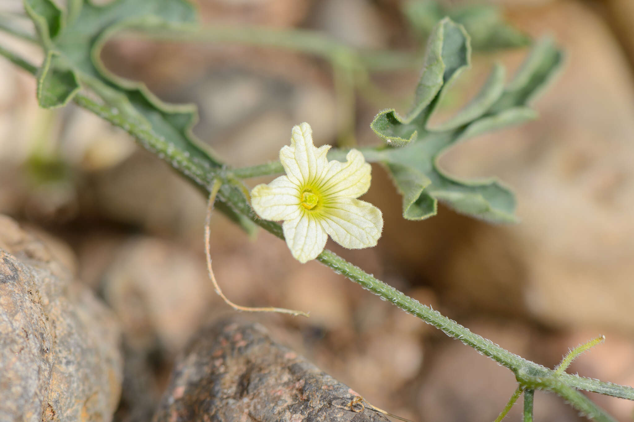 Plancia ëd Cucumis prophetarum L.