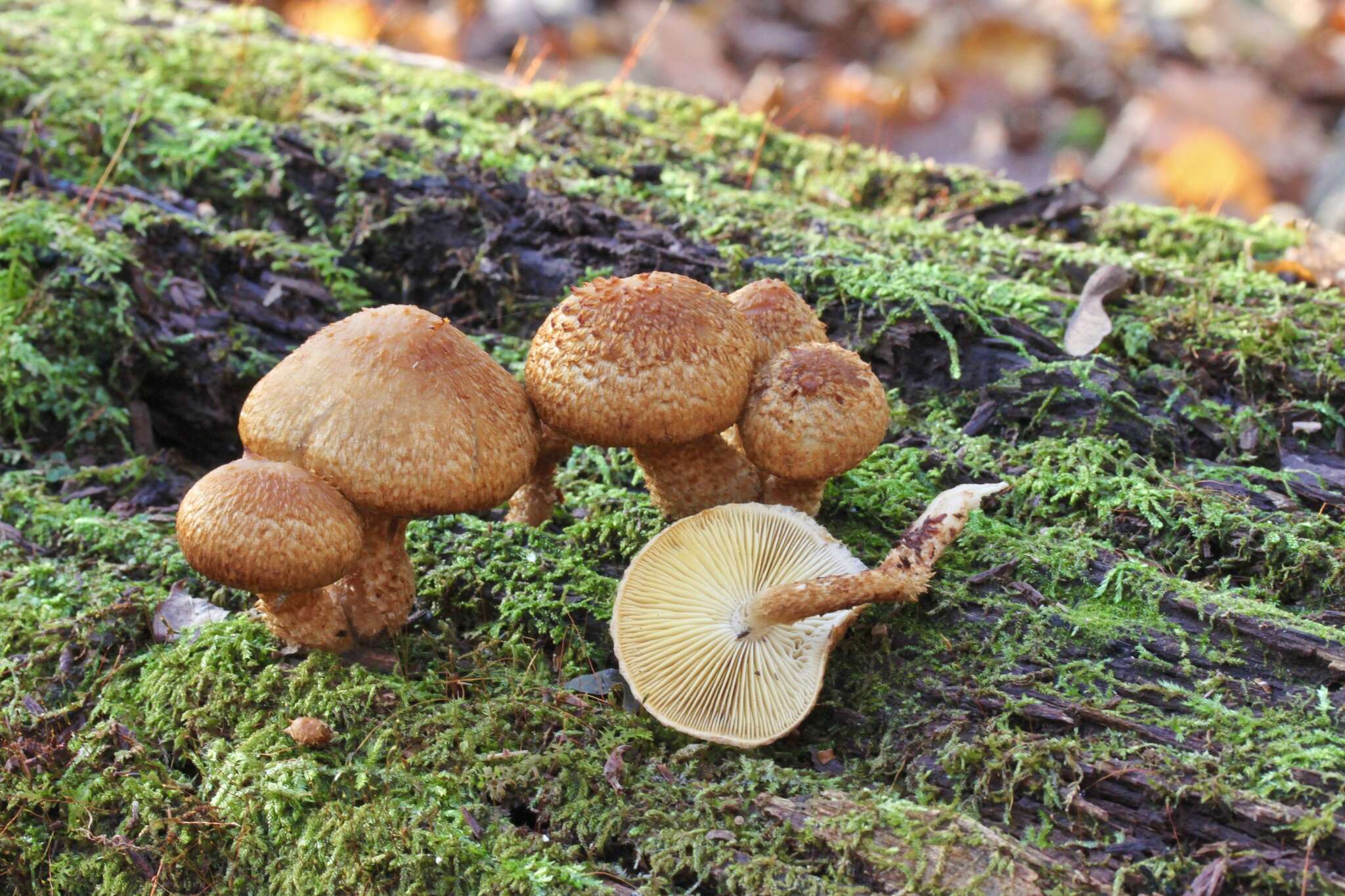 Image of Leucopholiota