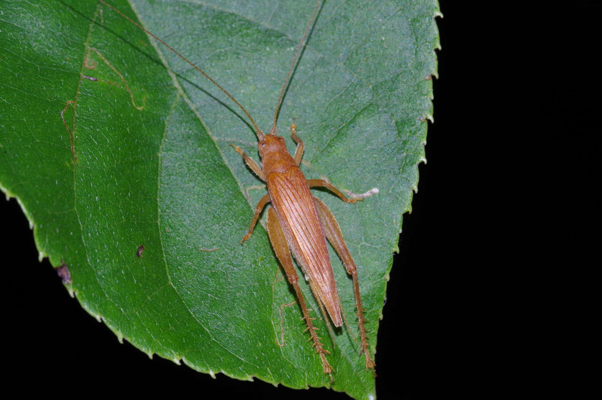 Image of Aphonoides rufescens Ichikawa 2001