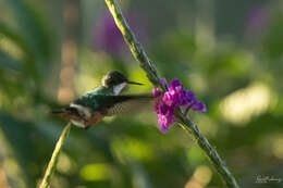 Lophornis adorabilis Salvin 1870 resmi