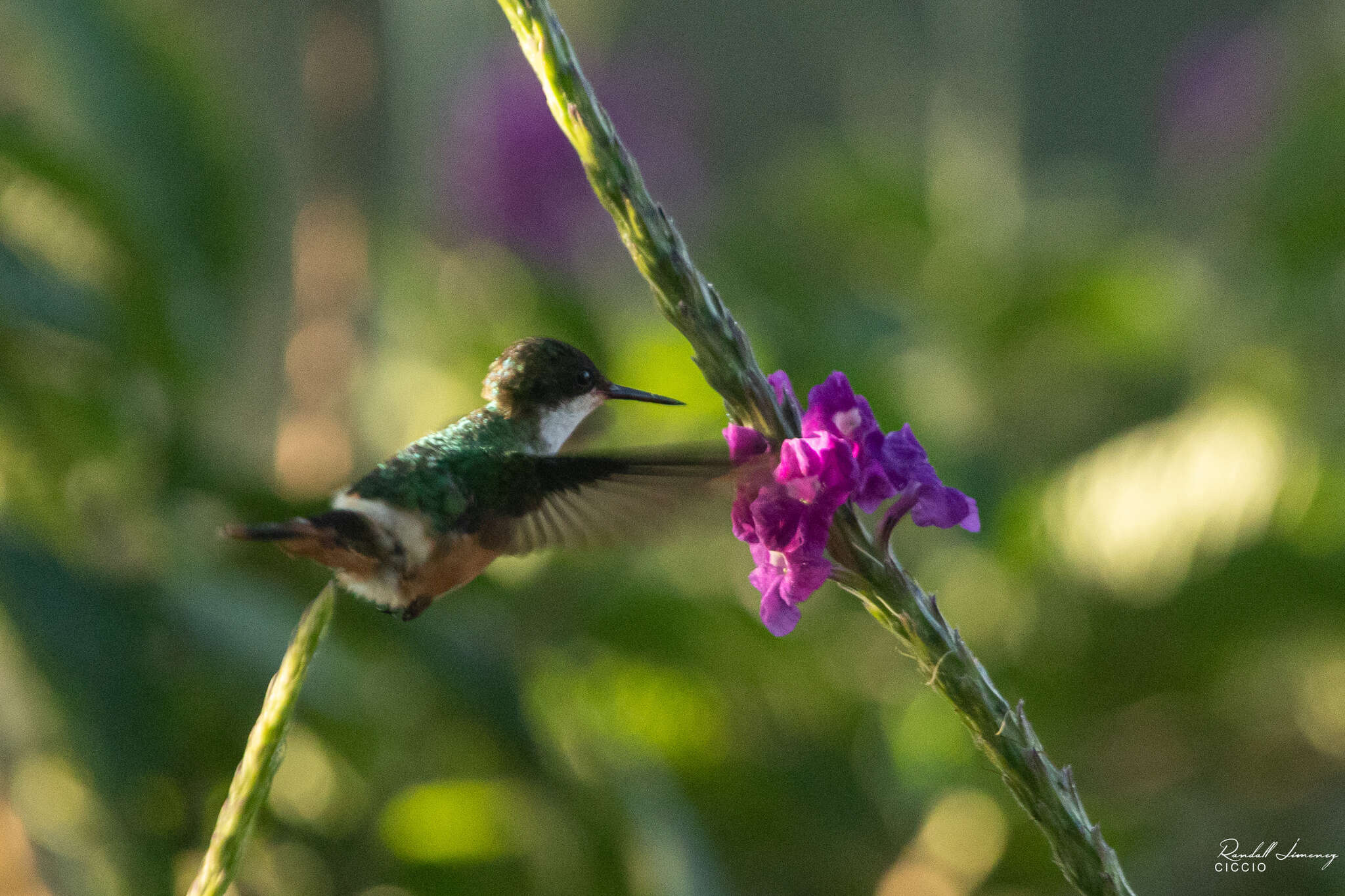 Lophornis adorabilis Salvin 1870 resmi