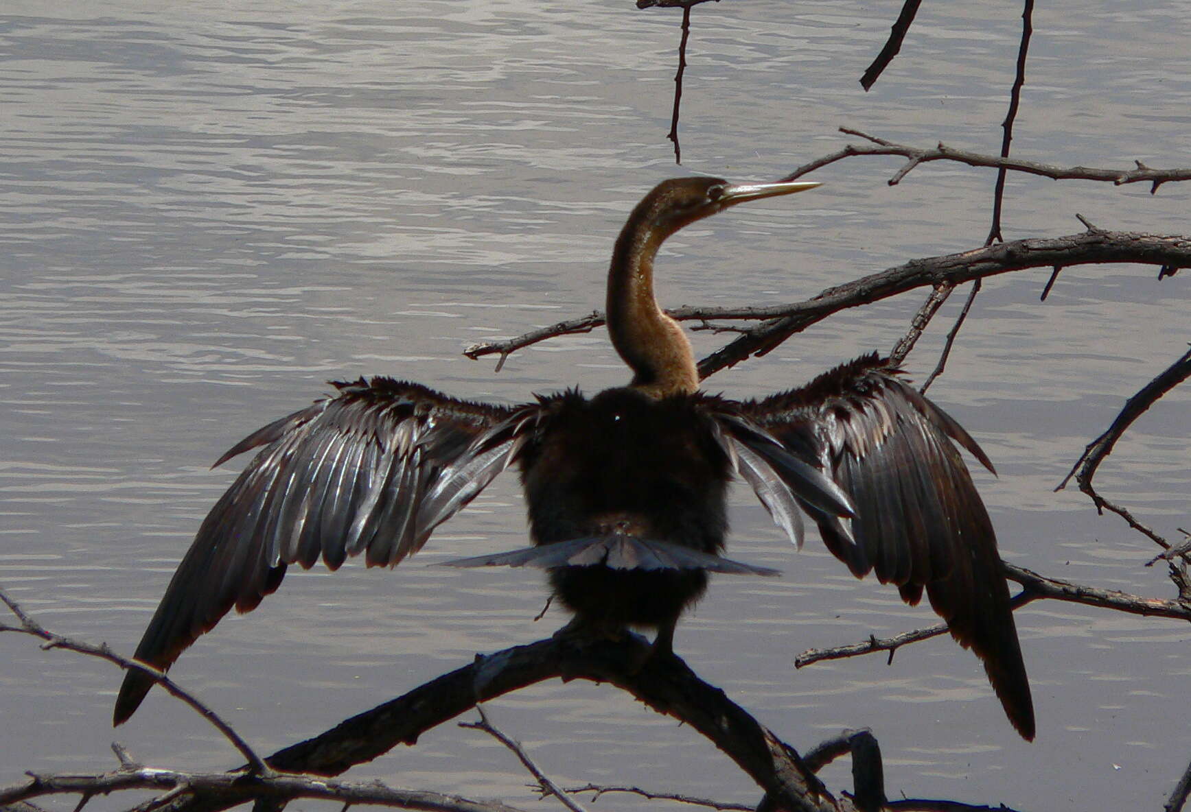 Image of African Darter