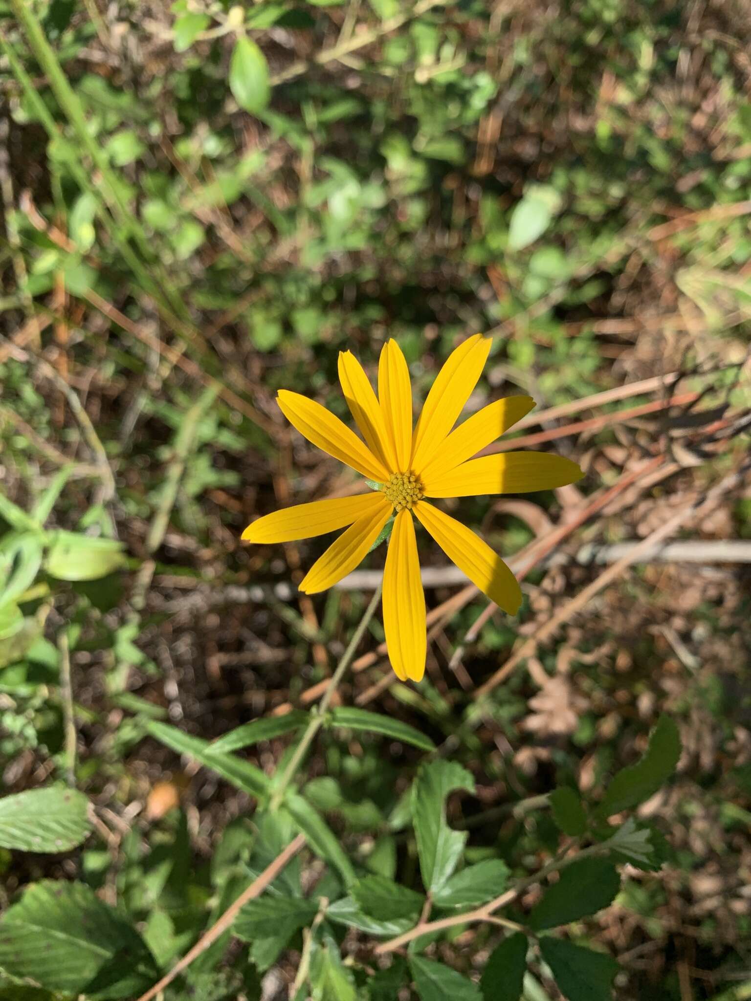 Image of Florida Sunflower